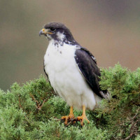 Augur Buzzard